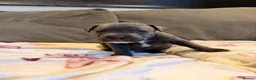 Staffordshire Bull Terrier dogs for sale: Staffy Puppies  - Advert 13
