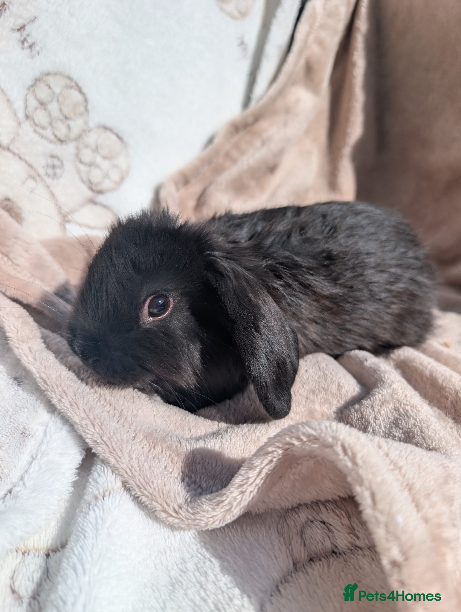 Mixed Breed rabbits Different Breeds Available - Lops/Rex/Dutch/Nethys - Advert 14
