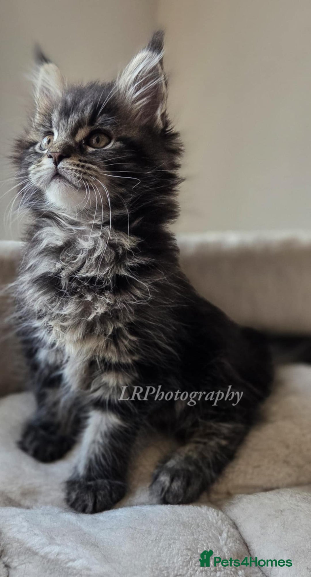 Maine Coon cats for sale: TICA REGISTERED MAINE COONS - Advert 11