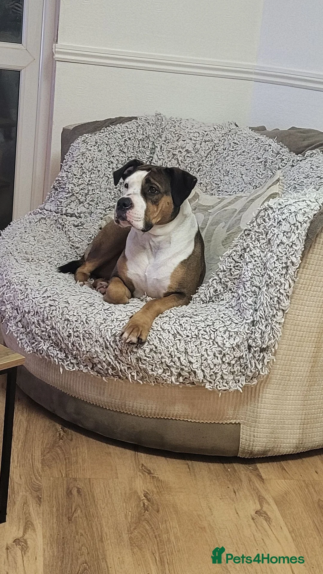 Mixed Breed dogs for sale: Looking to rehome #free# - Advert 2