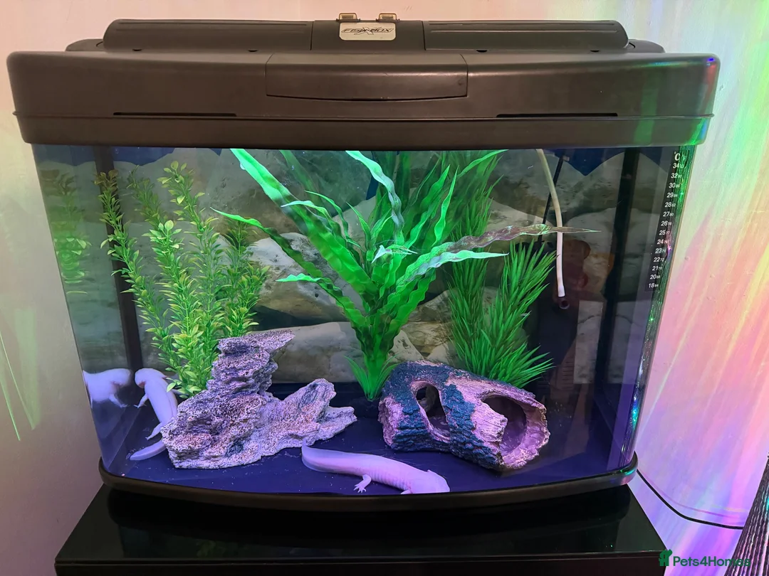 Axolotl reptiles for sale: 🦎 Two Adult Axolotls + Complete Aquarium Setup - Advert 2