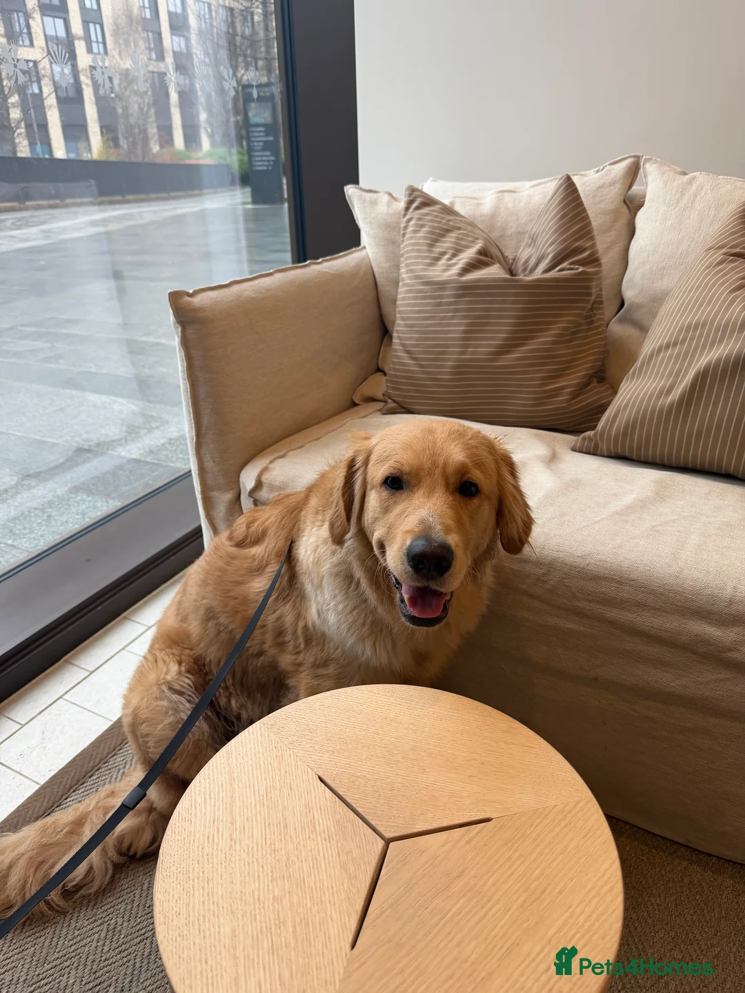 Golden Retriever dogs for sale: Miss  - Advert 1