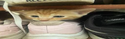 Mixed Breed cats for sale: Two gorgeous kittens - Advert 5