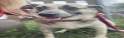 Mixed Breed dogs for adoption: Cindy - Norwich Norfolk  in Norwich - Advert 13