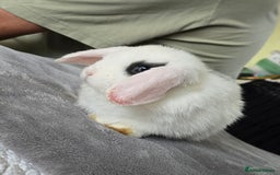Mini Lop rabbits for sale: Mini lop baby girl ready now - Image 3