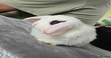 Mini Lop rabbits - Advert 11
