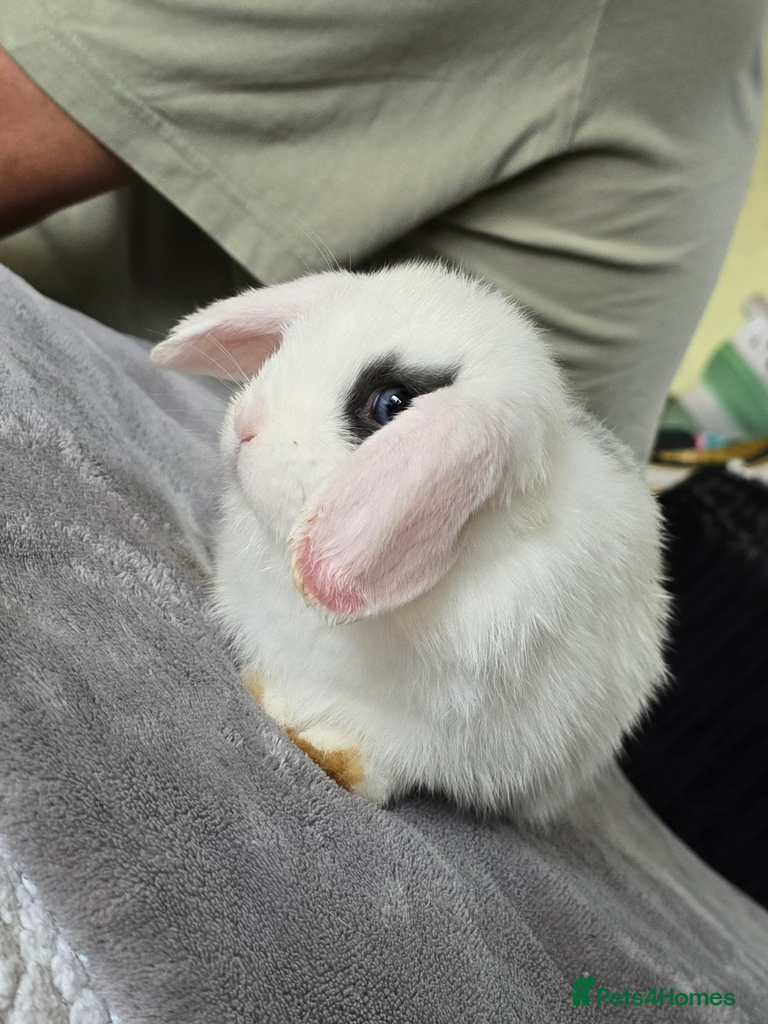 Mini Lop rabbits for sale: Mini lop baby girl ready now - Image 3