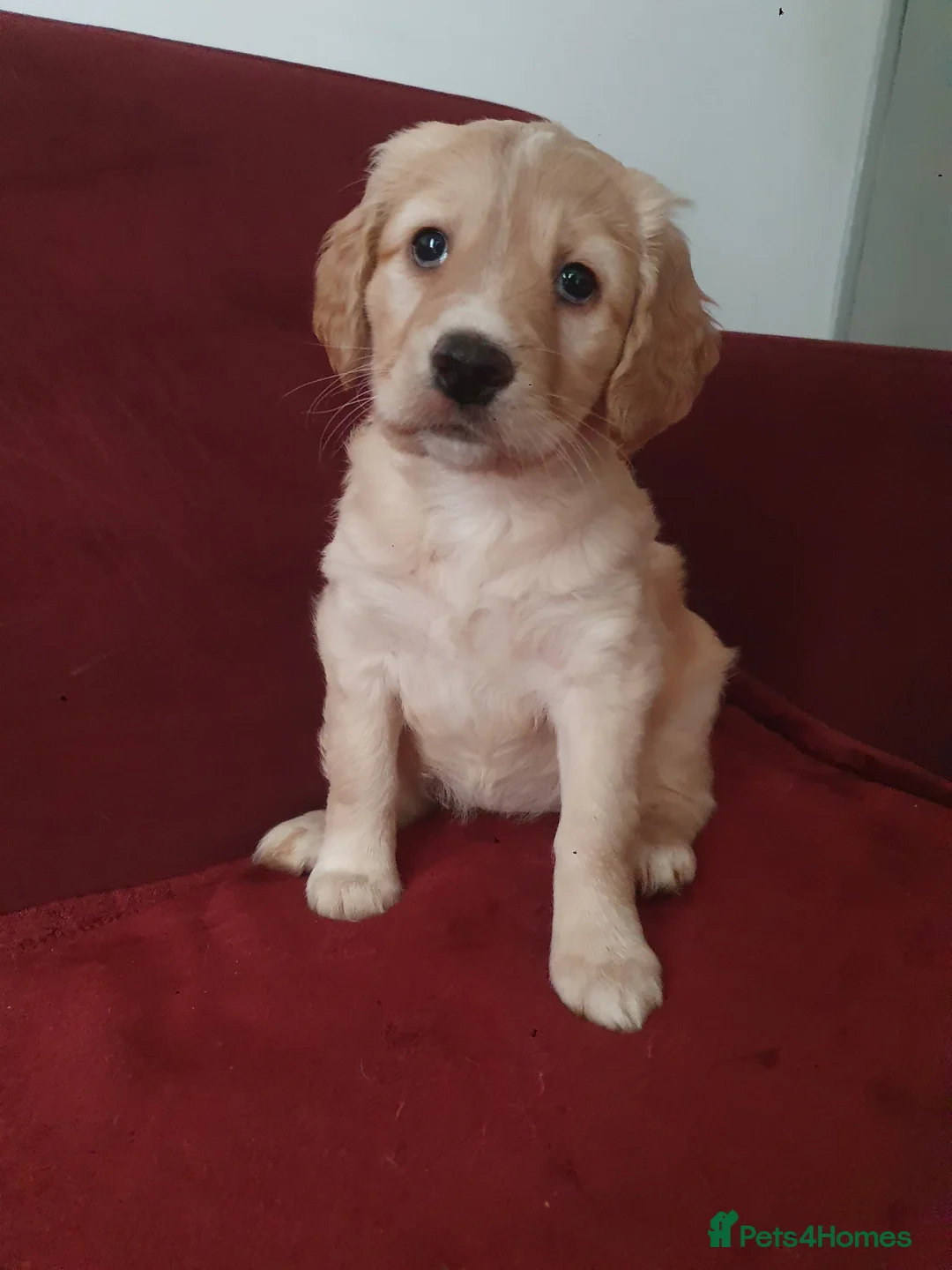 Mixed Breed dogs for sale: Gorgeous puppies for sale - Advert 11
