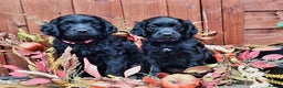 Poodle dogs for stud:  CHOCOLATE MERLE PHANTOM CARRYING PARTI in Todmorden - Advert 17