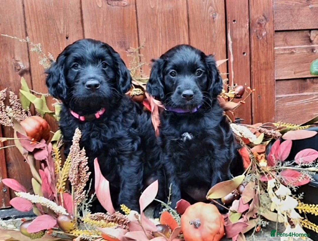 Poodle dogs for stud:  CHOCOLATE MERLE PHANTOM CARRYING PARTI in Todmorden - Image 17
