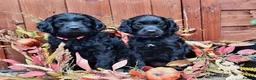 Poodle dogs for stud:  CHOCOLATE MERLE PHANTOM CARRYING PARTI in Todmorden - Advert 17