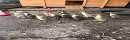 Ducks poultry for sale: Indian runner ducks for sale  in Liss - Advert 4