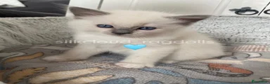 🩵Blue Point Mitted - Marshmallow