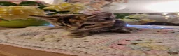 Mixed Breed cats for sale: Beautiful kittens for sale - Advert 10