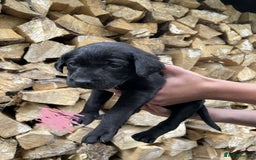 Labrador Retriever dogs for sale: KC Registered Black Labrador puppies   - Image 5