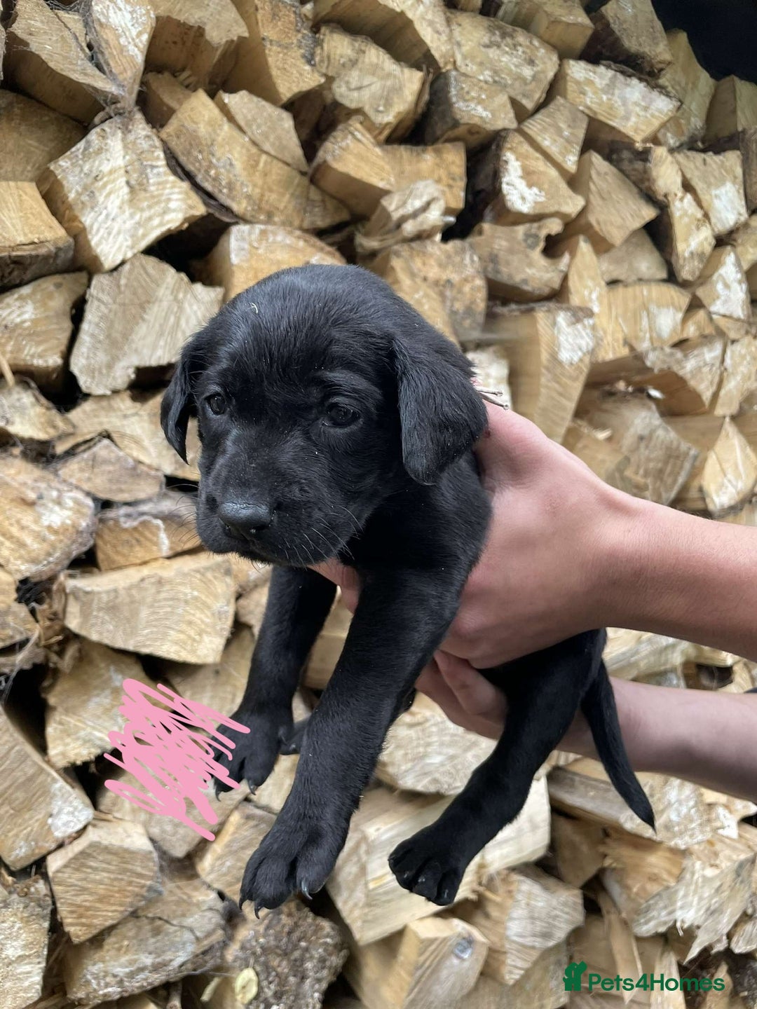 Labrador Retriever dogs for sale: KC Registered Black Labrador puppies   - Image 5