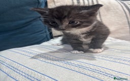 Maine Coon cats for sale: 5 beautiful kittens  - Image 7