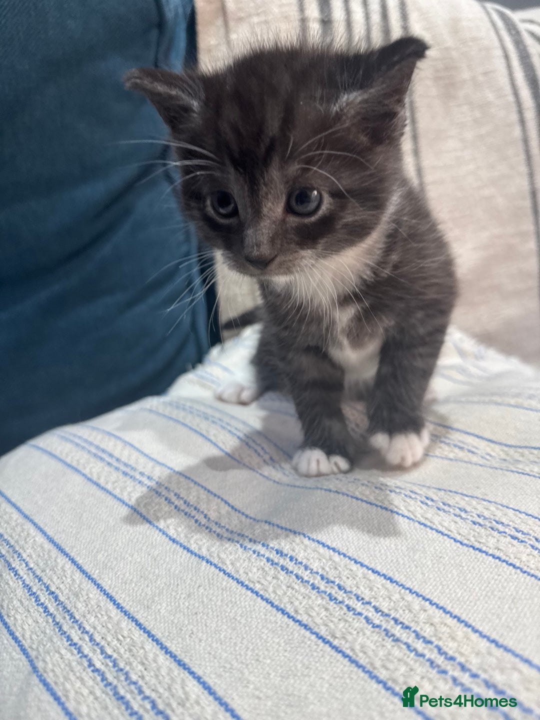 Maine Coon cats for sale: 5 beautiful kittens  - Image 7