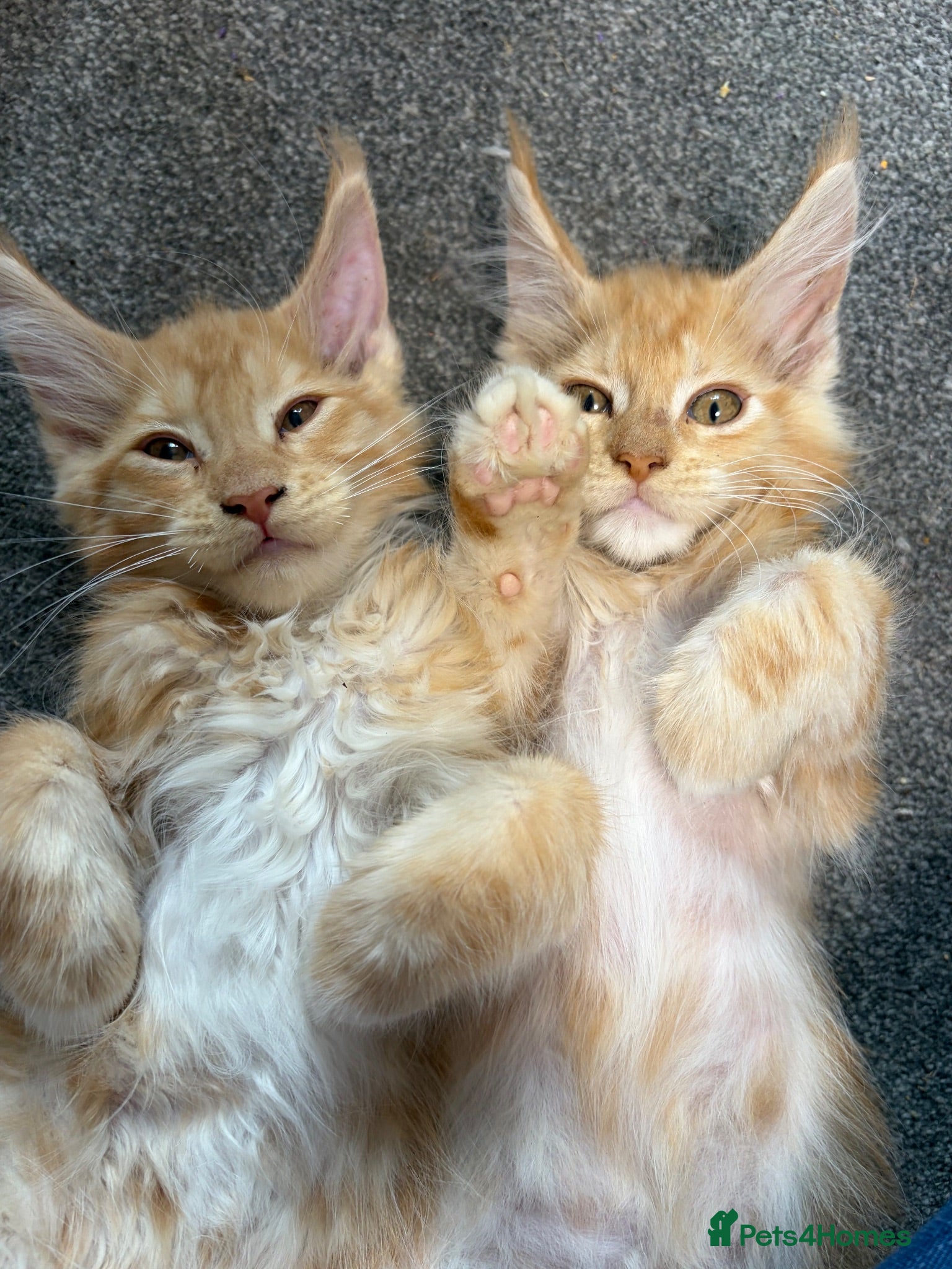 Maine Coon cats Gorgeous ChampionRussian line XL Mainecoon kittens - Advert 2