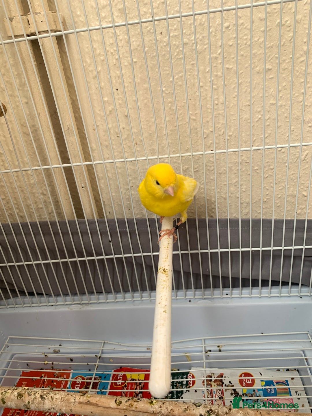 Canaries birds for sale: Canaries  - Image 2