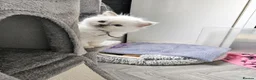 Ragdoll cats for sale: Lilac ragdoll males  - Advert 4