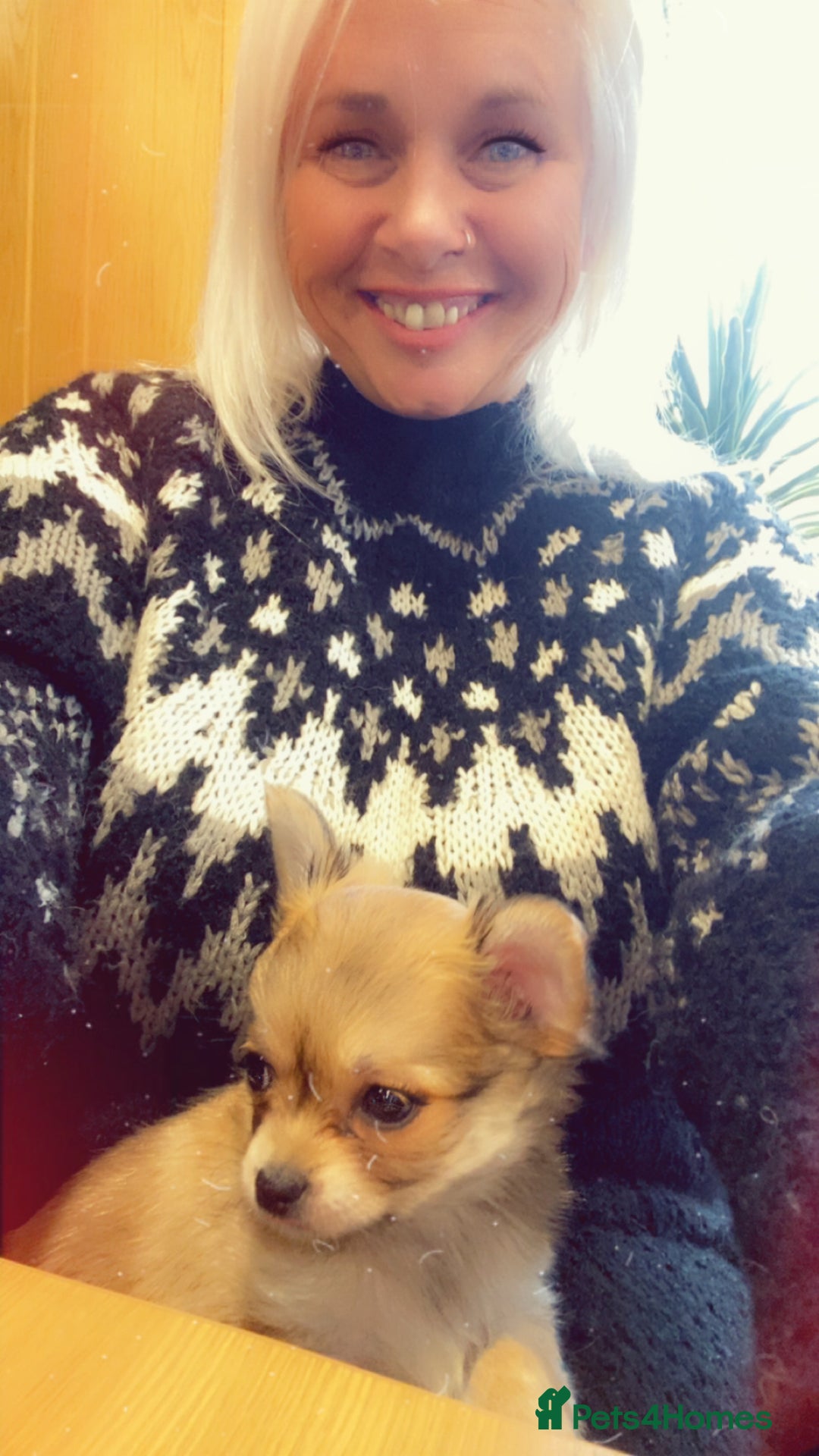 Chihuahua dogs for sale: Stunning Chihuahua puppies - Advert 2