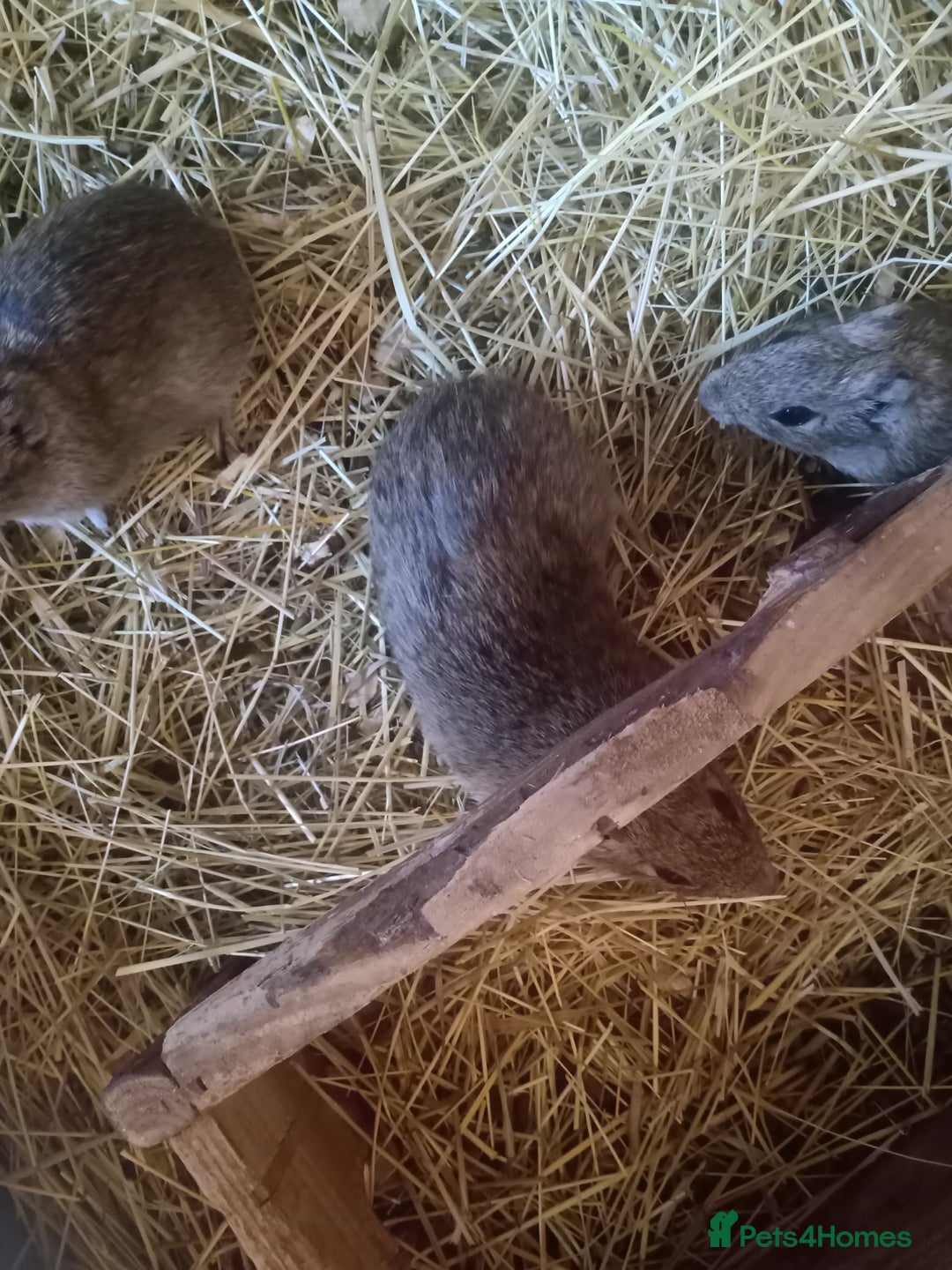 Guinea Pig rodents for sale: Yellow toothed cavies  - Advert 4