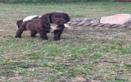 Cocker Spaniel dogs for sale: Cocker spaniel puppies🤩 - Image 7