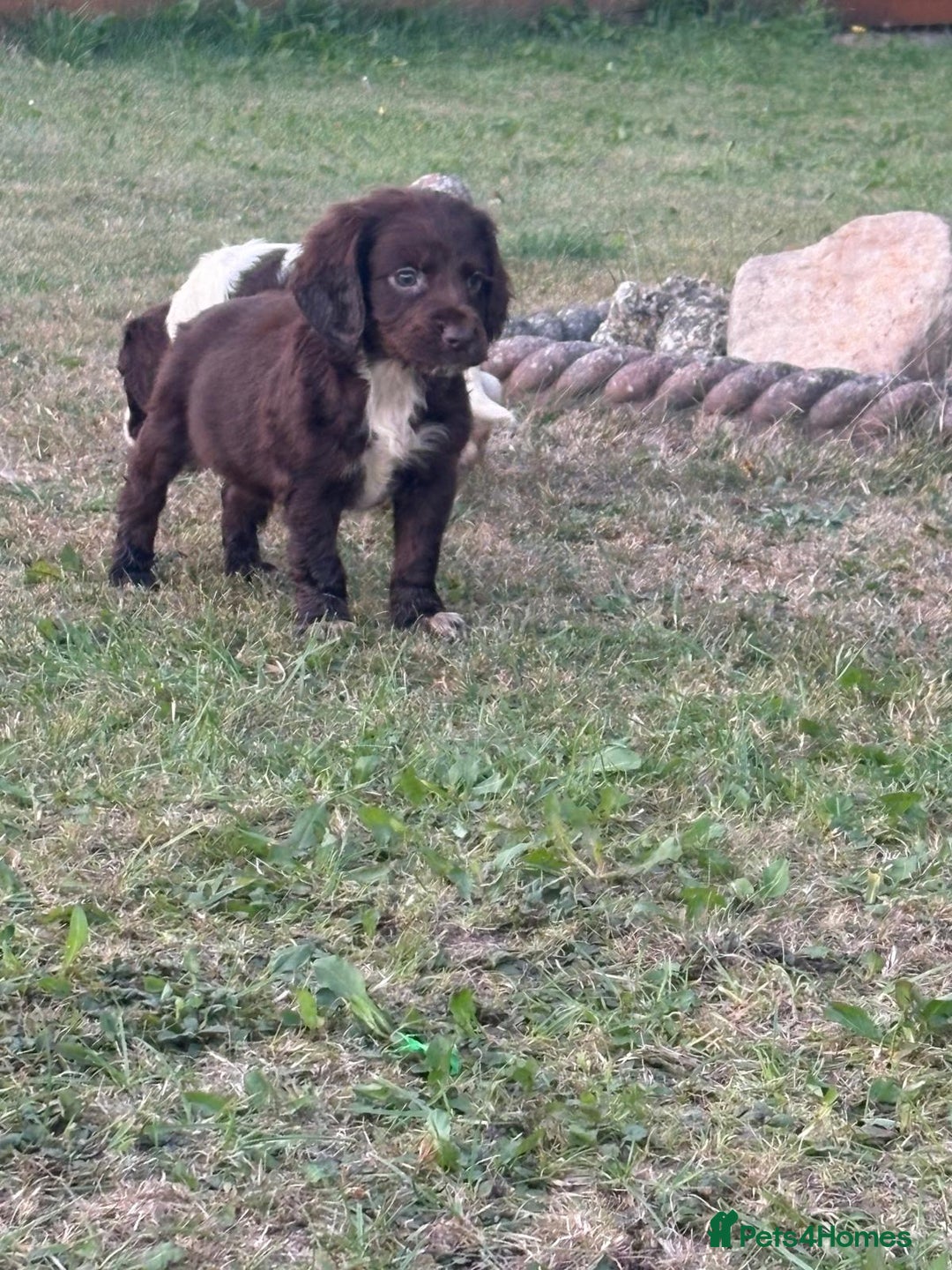 Cocker Spaniel dogs for sale: Cocker spaniel puppies🤩 - Image 7