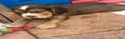 Cocker Spaniel dogs for sale: Cocker Spaniel Puppies Ready for Loving Homes in Spalding - Advert 10