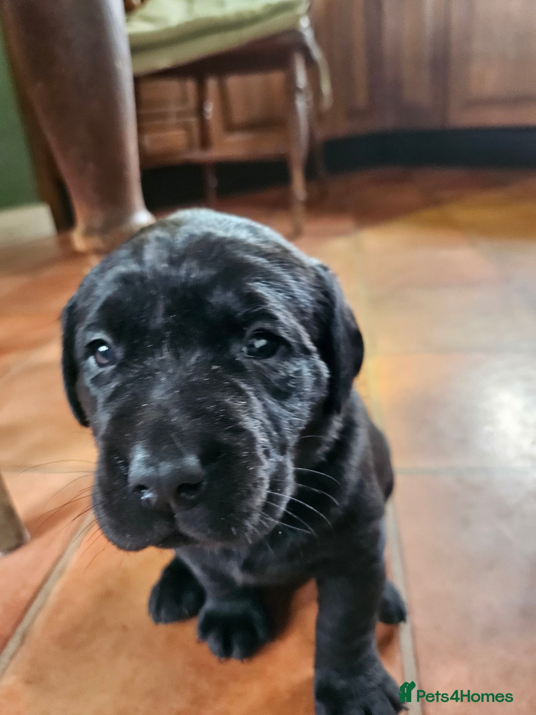 Labrador Retriever dogs for sale: KC Registered Black Labrador Puppies - Image 5