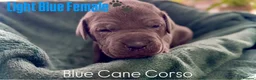 Cane Corso dogs for sale: Cane corso  - Advert 7