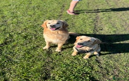 Golden Retriever dogs for sale: Golden retriever puppies - Image 15