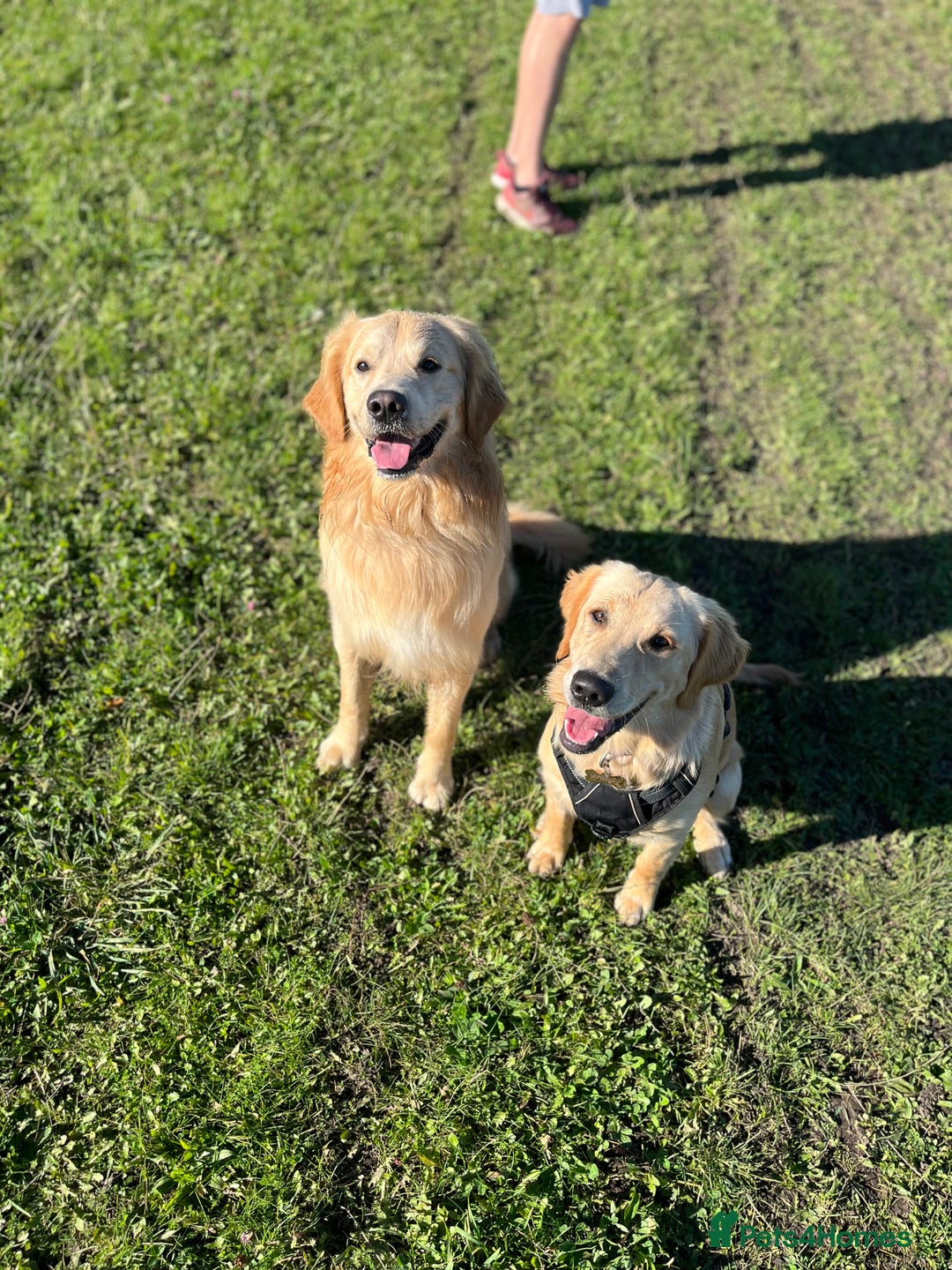 Golden Retriever dogs for sale: Golden retriever puppies - Image 15