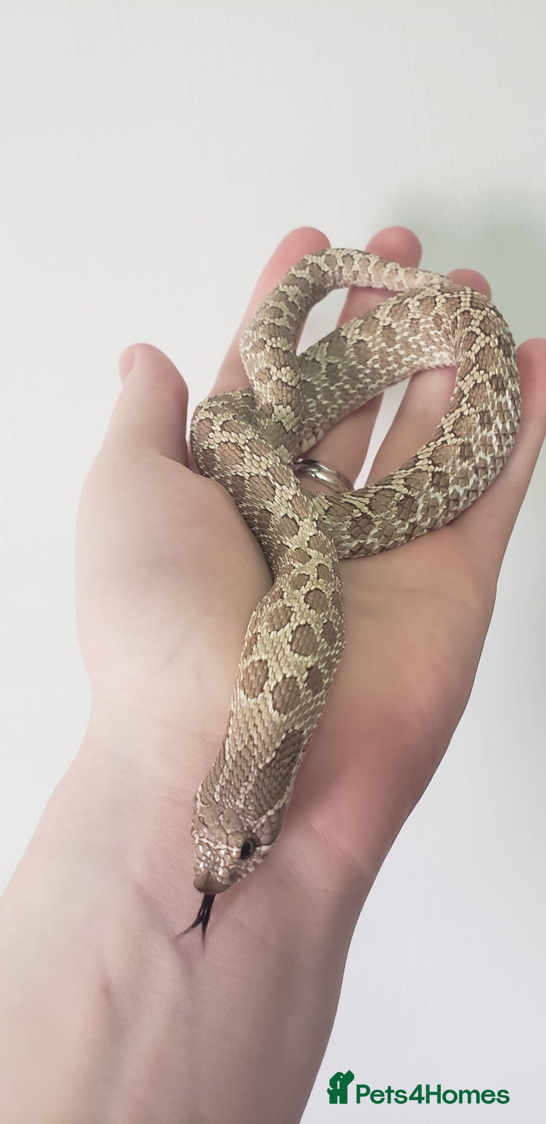 Snake reptiles for sale: Western hognose snakes available  - Image 5