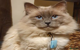Ragdoll cats for stud: *Stud*gccf/tica entire active bluepoint ragdoll in Oldham - Image 2