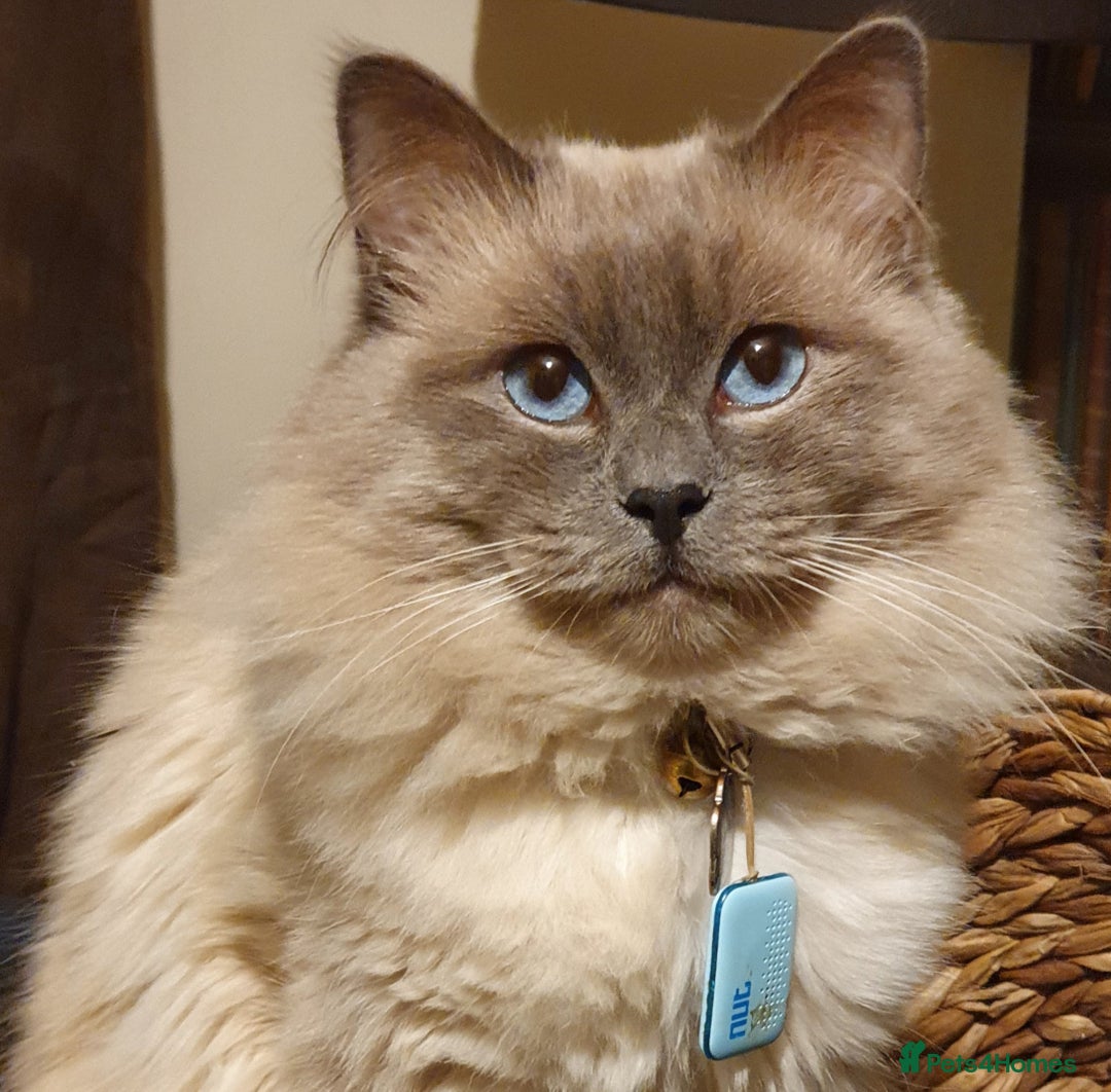 Ragdoll cats for stud: *Stud*gccf/tica entire active bluepoint ragdoll in Oldham - Image 2