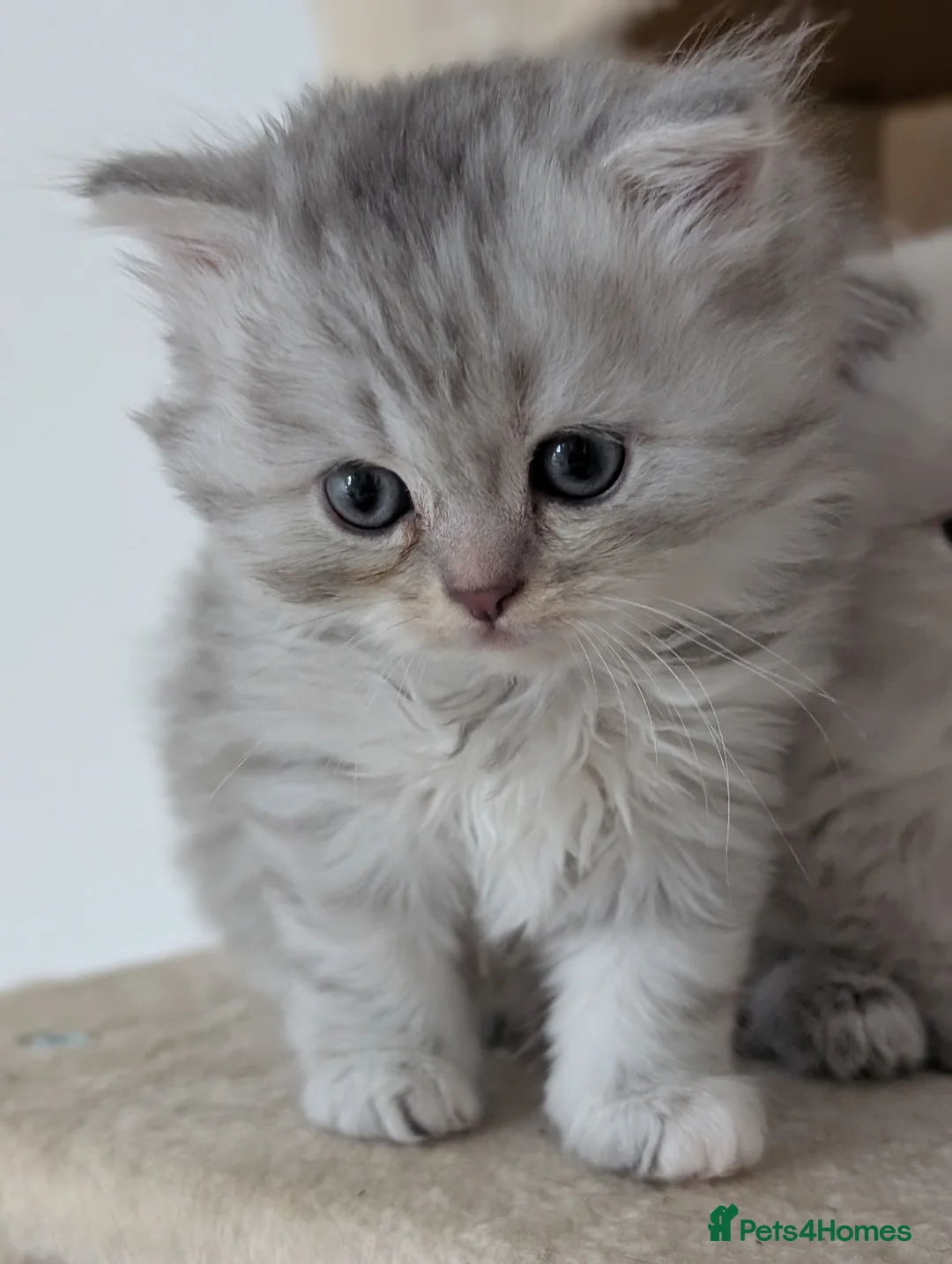 British Longhair cats for sale: British Long hair 1 Boy and 1 Girl left💙♥️ - Advert 17