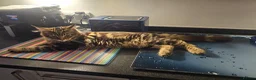 Maine Coon cats for sale: 6 MONTH MAINE COON TABBY BOY FOR SALE - Advert 4