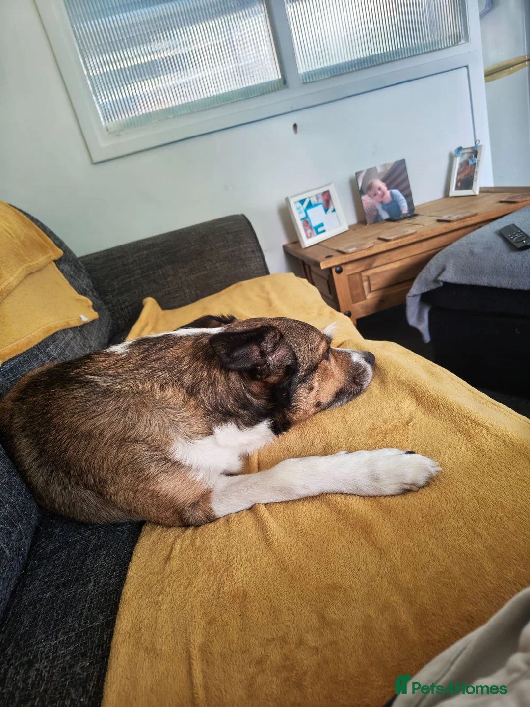 Border Collie dogs for sale: Alfie  - Advert 3