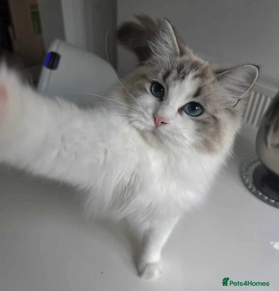 Ragdoll cats for sale: Beautiful 2-Year-Old GCCF Female Ragdoll - Advert 2