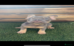 French Bulldog dogs for sale: French bulldog puppies  - Image 4