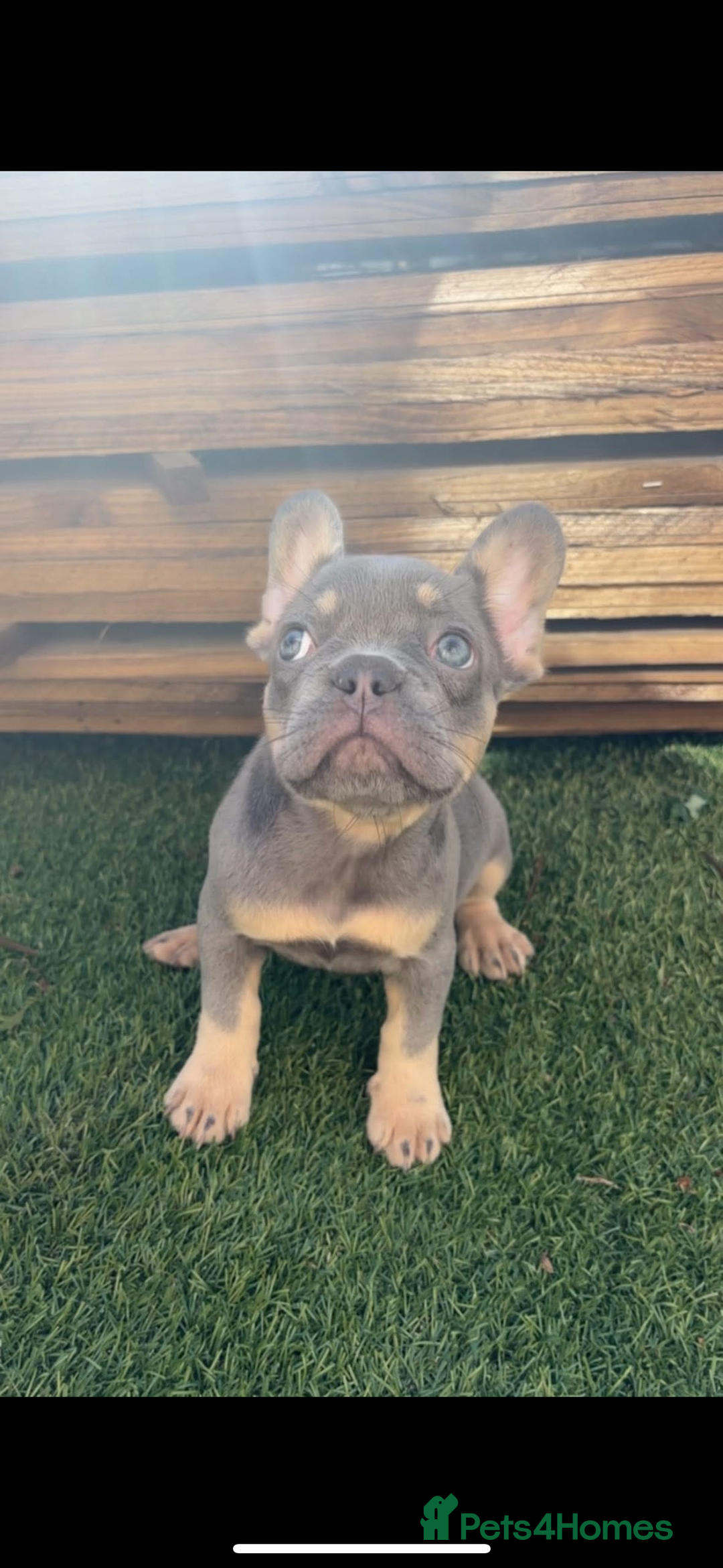 French Bulldog dogs for sale: French bulldog puppies  - Image 4