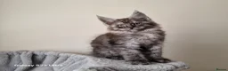 Maine Coon cats for sale: Licensed breeder-maine coon kittens - Advert 32