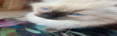 Ragdoll Kitten 1