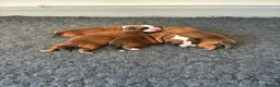 Boxer dogs for sale: Boxer puppies KC registered - family home!  - Advert 2