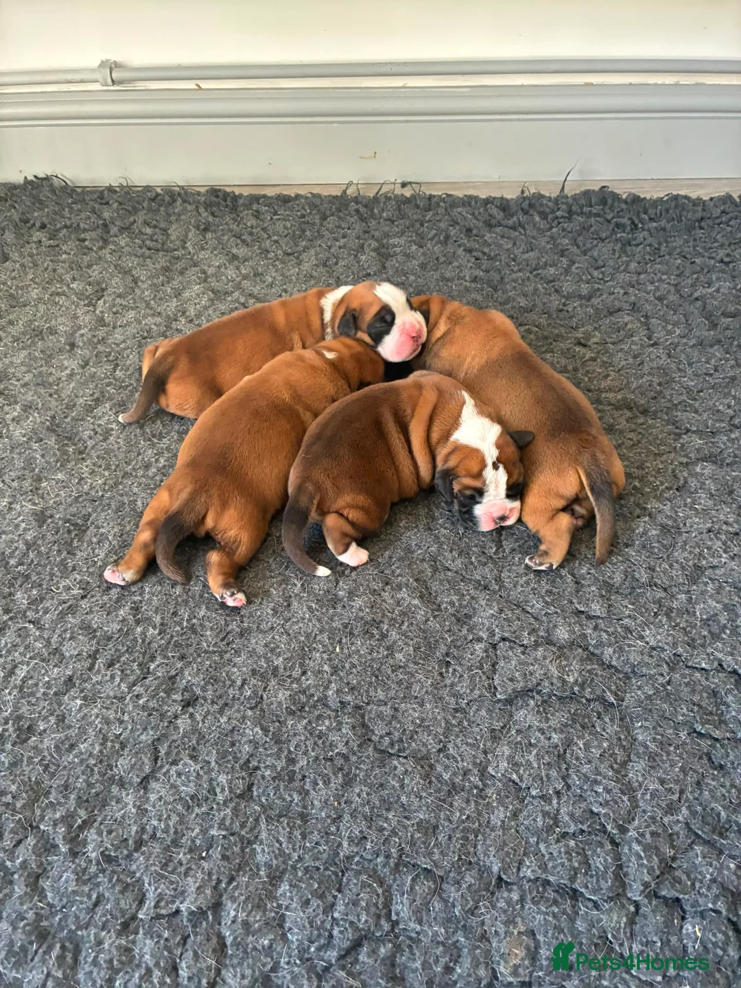Boxer dogs for sale: Boxer puppies KC registered - family home!  - Advert 2