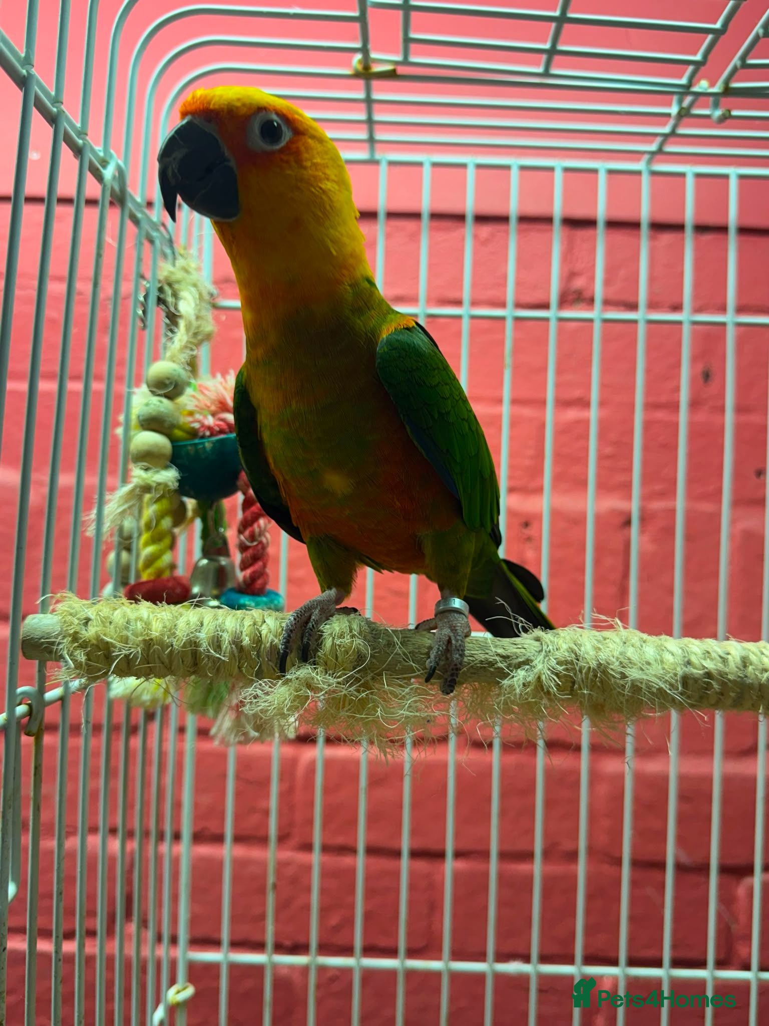 Conures birds Jenday Conure with cage  - Advert 1