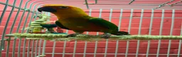 Conures birds for sale: Jenday Conure with cage  - Advert 1