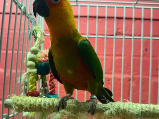 Conures birds Jenday Conure with cage - Advert 2